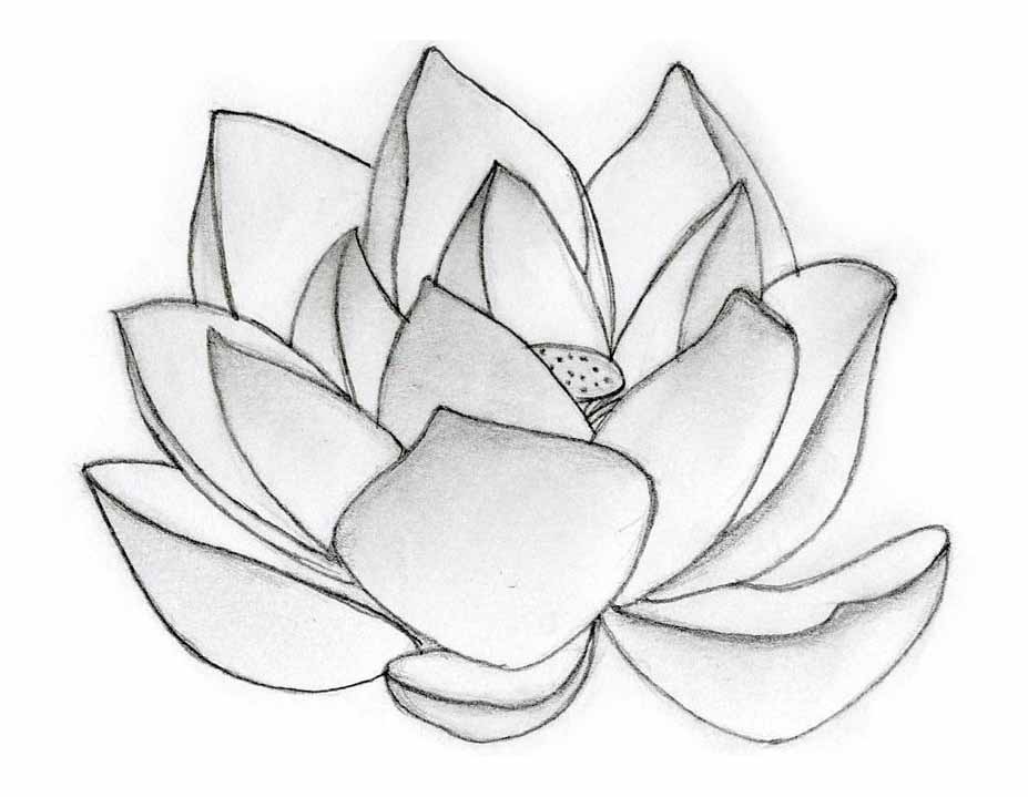 Lotus